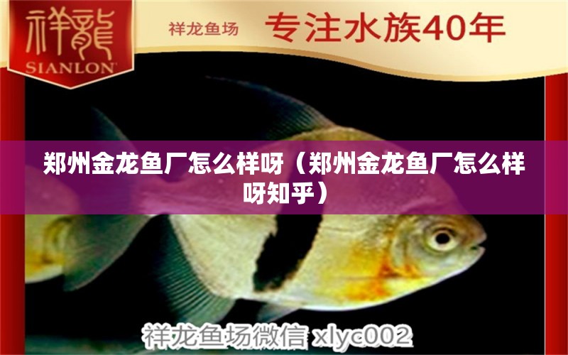 鄭州金龍魚廠怎么樣呀（鄭州金龍魚廠怎么樣呀知乎）