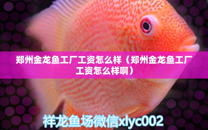 鄭州金龍魚工廠工資怎么樣（鄭州金龍魚工廠工資怎么樣?。? title=