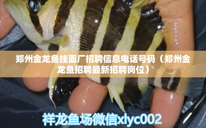 鄭州金龍魚掛面廠招聘信息電話號碼（鄭州金龍魚招聘最新招聘崗位）