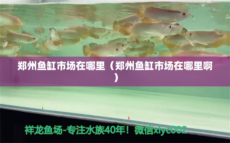 鄭州魚缸市場在哪里（鄭州魚缸市場在哪里?。?其他品牌魚缸