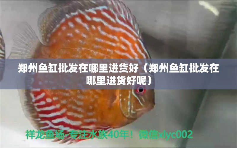 鄭州魚缸批發(fā)在哪里進(jìn)貨好（鄭州魚缸批發(fā)在哪里進(jìn)貨好呢） 龍魚批發(fā)