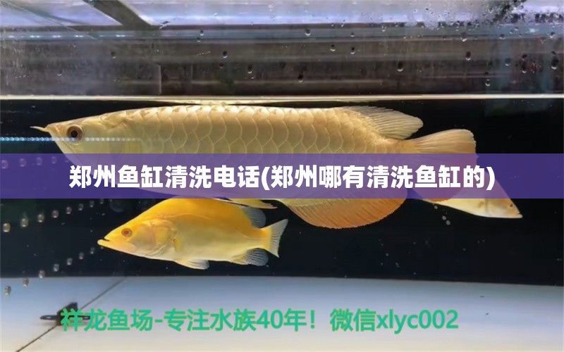 鄭州魚缸清洗電話(鄭州哪有清洗魚缸的) 白子銀版魚