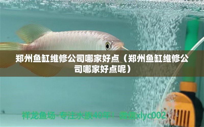 鄭州魚缸維修公司哪家好點（鄭州魚缸維修公司哪家好點呢）