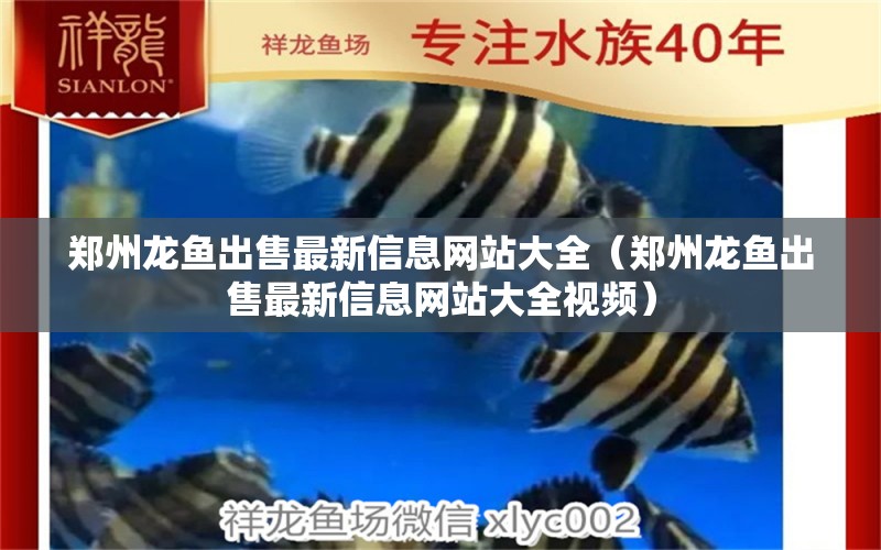 鄭州龍魚出售最新信息網站大全（鄭州龍魚出售最新信息網站大全視頻）