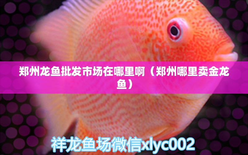 鄭州龍魚批發(fā)市場在哪里?。ㄠ嵵菽睦镔u金龍魚） 龍魚批發(fā)