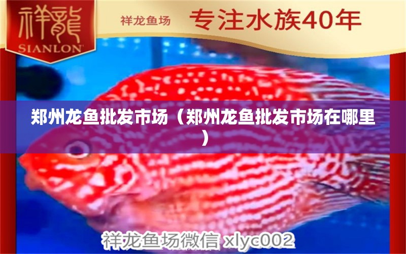 鄭州龍魚批發(fā)市場（鄭州龍魚批發(fā)市場在哪里）