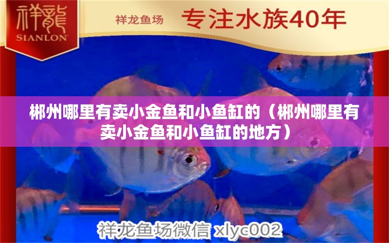 郴州哪里有賣小金魚和小魚缸的（郴州哪里有賣小金魚和小魚缸的地方）