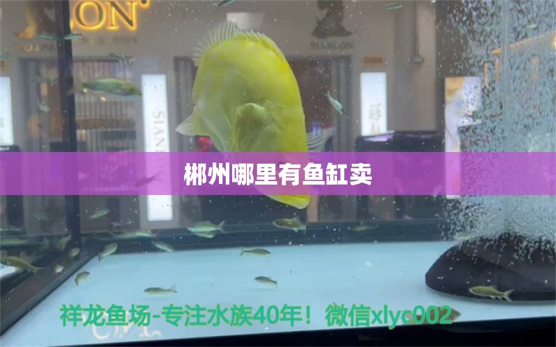 郴州哪里有魚缸賣 其他品牌魚缸