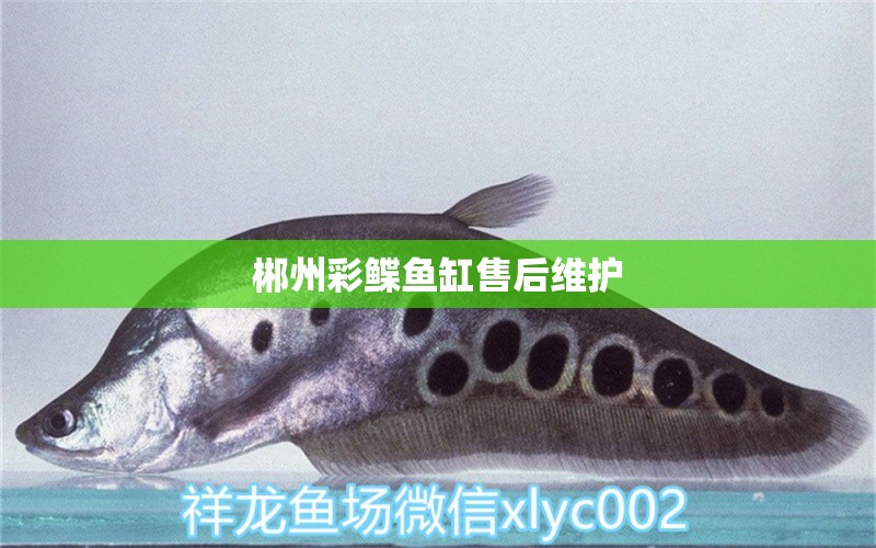 郴州彩鰈魚缸售后維護(hù) 彩鰈魚缸（彩蝶魚缸）