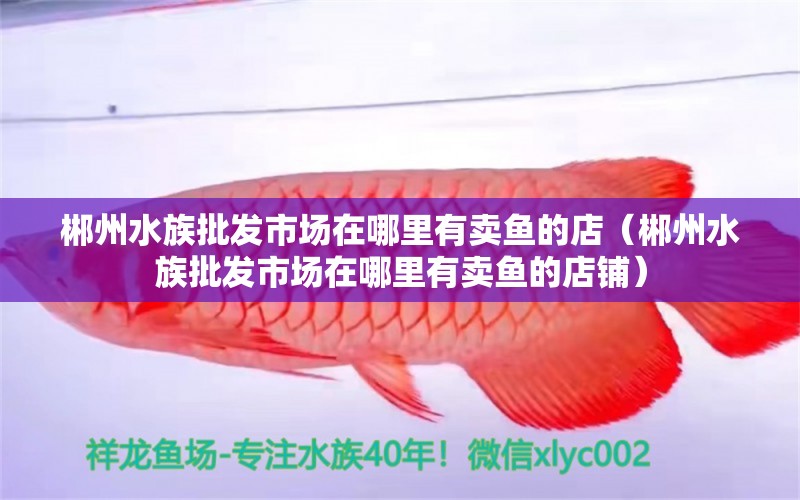 郴州水族批發(fā)市場在哪里有賣魚的店（郴州水族批發(fā)市場在哪里有賣魚的店鋪）