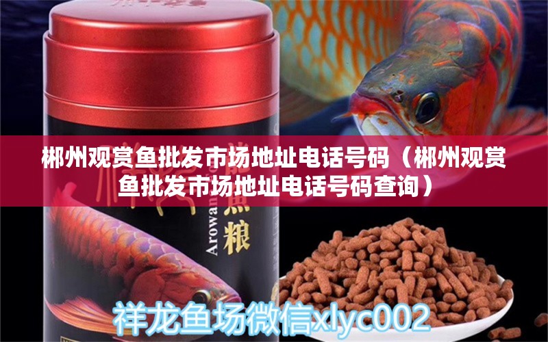 郴州觀賞魚批發(fā)市場(chǎng)地址電話號(hào)碼（郴州觀賞魚批發(fā)市場(chǎng)地址電話號(hào)碼查詢）