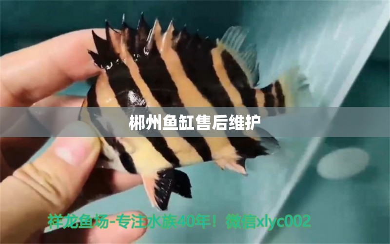 郴州魚缸售后維護(hù)