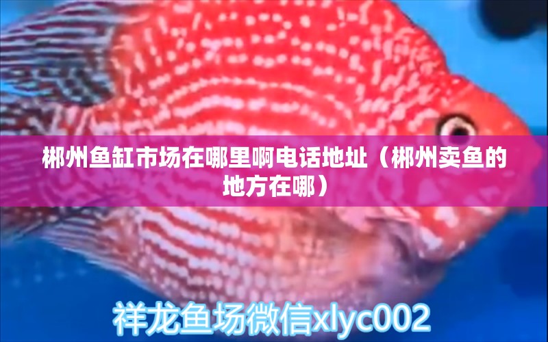 郴州魚缸市場在哪里啊電話地址（郴州賣魚的地方在哪）