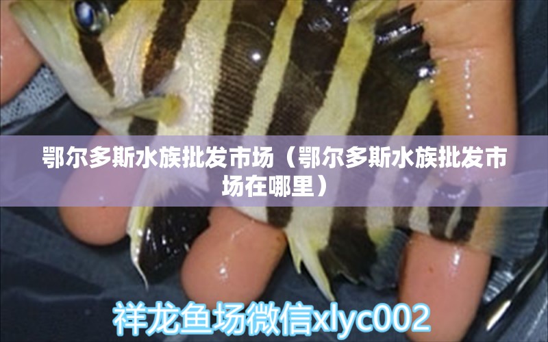 鄂爾多斯水族批發(fā)市場(chǎng)（鄂爾多斯水族批發(fā)市場(chǎng)在哪里） 觀賞魚(yú)水族批發(fā)市場(chǎng)