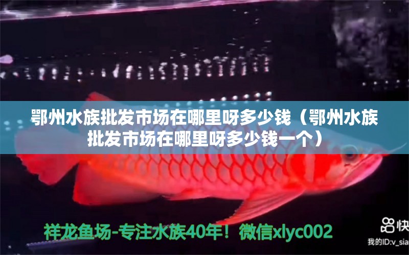 鄂州水族批發(fā)市場在哪里呀多少錢（鄂州水族批發(fā)市場在哪里呀多少錢一個(gè)） 觀賞魚水族批發(fā)市場