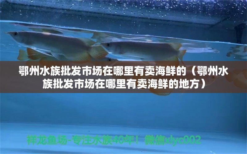 鄂州水族批發(fā)市場在哪里有賣海鮮的（鄂州水族批發(fā)市場在哪里有賣海鮮的地方） 觀賞魚水族批發(fā)市場