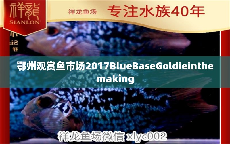 鄂州觀賞魚市場(chǎng)2017BlueBaseGoldieinthemaking