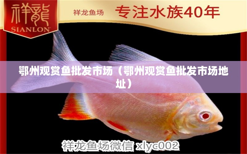 鄂州觀賞魚批發(fā)市場（鄂州觀賞魚批發(fā)市場地址）