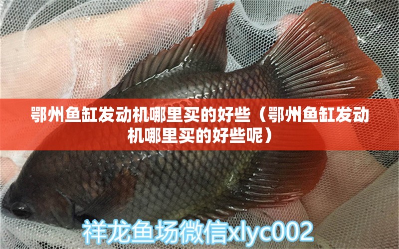 鄂州魚缸發(fā)動機哪里買的好些（鄂州魚缸發(fā)動機哪里買的好些呢） 祥龍水族醫(yī)院