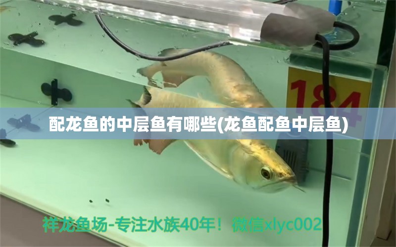 配龍魚(yú)的中層魚(yú)有哪些(龍魚(yú)配魚(yú)中層魚(yú)) 羅漢魚(yú)批發(fā)