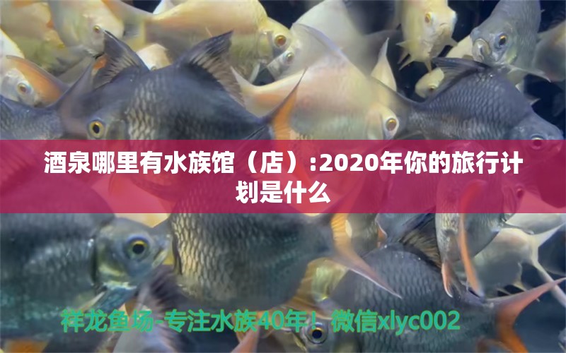 酒泉哪里有水族館（店）:2020年你的旅行計劃是什么