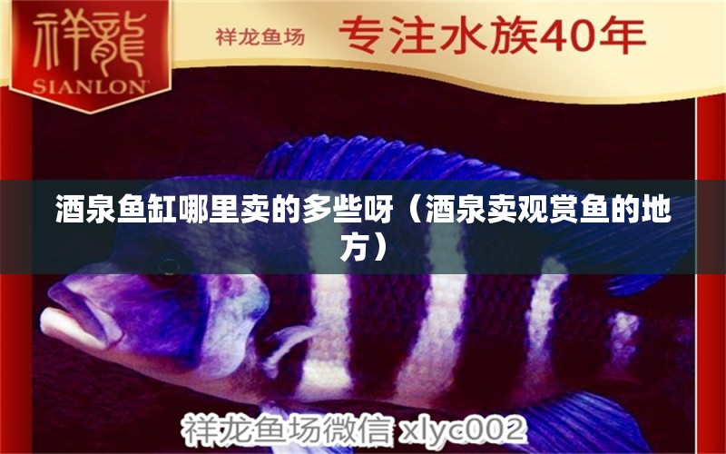 酒泉魚缸哪里賣的多些呀（酒泉賣觀賞魚的地方） 帝王迷宮魚