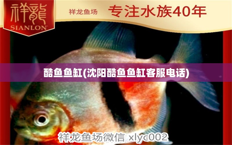 酷魚魚缸(沈陽酷魚魚缸客服電話) 白條過背金龍魚