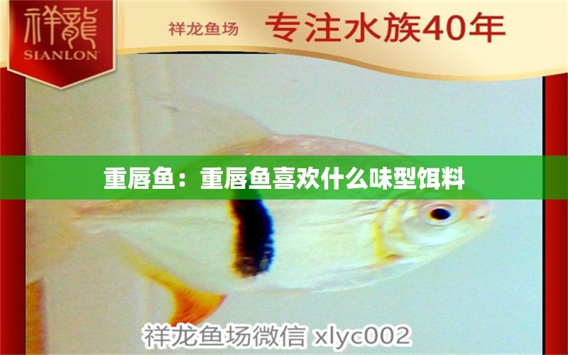 重唇魚：重唇魚喜歡什么味型餌料 觀賞魚