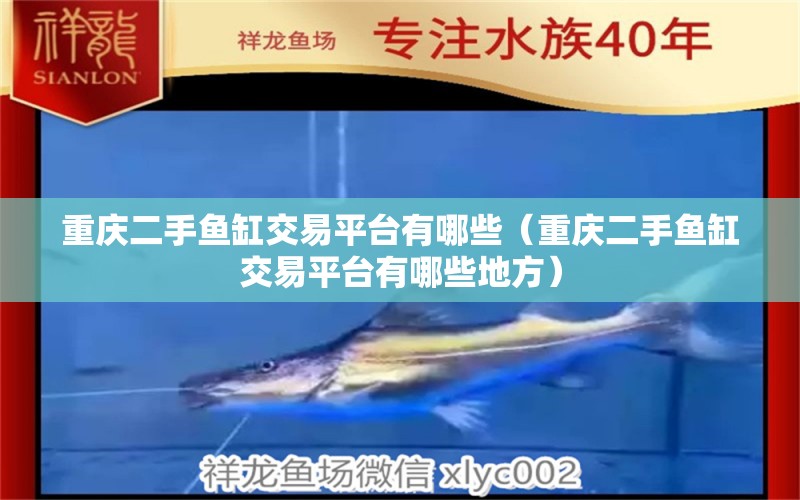 重慶二手魚缸交易平臺有哪些（重慶二手魚缸交易平臺有哪些地方） 雙線側(cè)魚