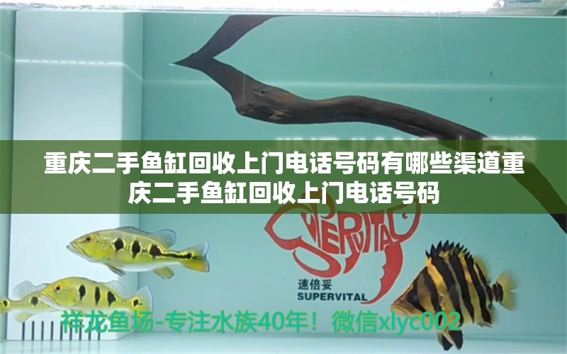 重慶二手魚缸回收上門電話號碼有哪些渠道重慶二手魚缸回收上門電話號碼 養(yǎng)魚知識