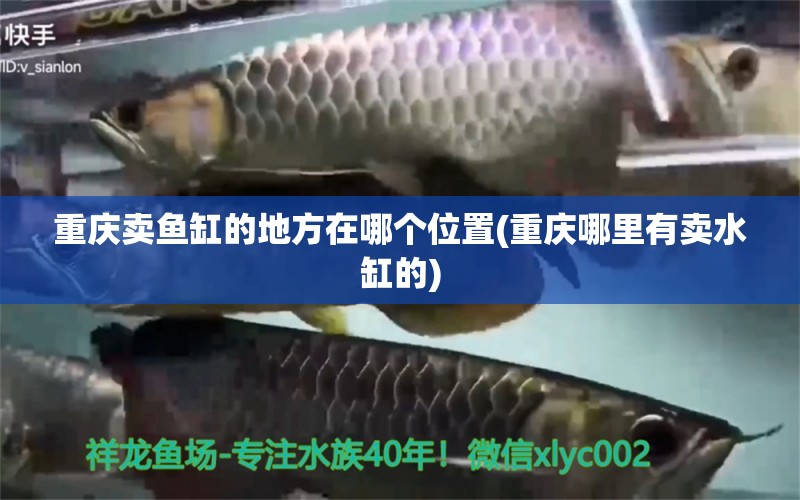 重慶賣魚缸的地方在哪個位置(重慶哪里有賣水缸的) 印尼三紋虎