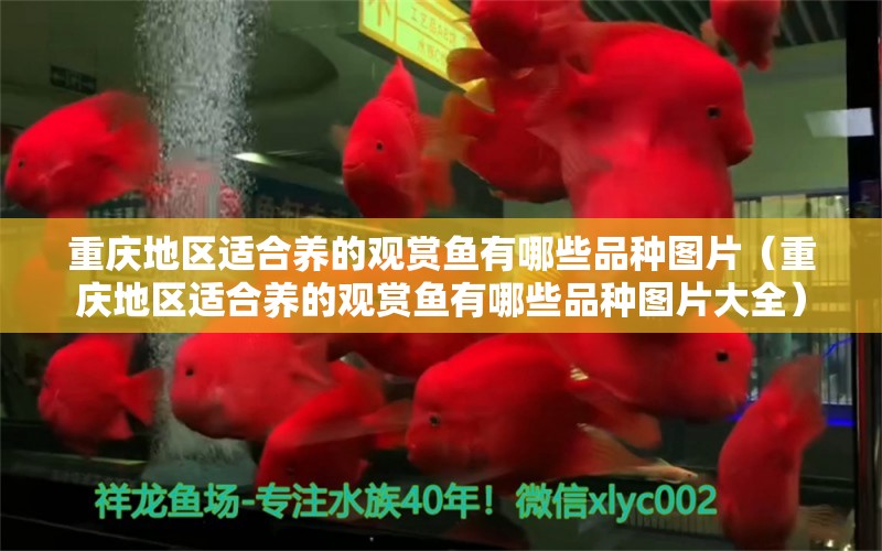 重慶地區(qū)適合養(yǎng)的觀賞魚有哪些品種圖片（重慶地區(qū)適合養(yǎng)的觀賞魚有哪些品種圖片大全） 祥龍水族醫(yī)院