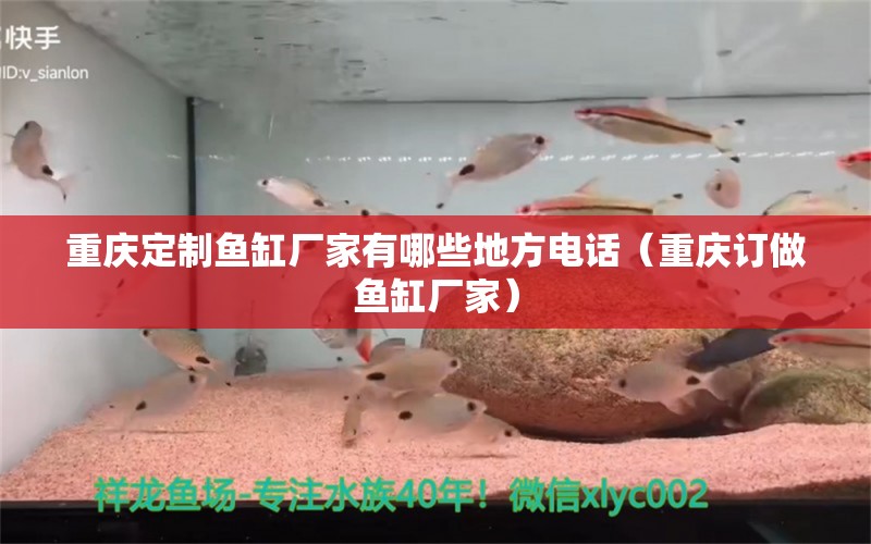 重慶定制魚缸廠家有哪些地方電話（重慶訂做魚缸廠家） 麥肯斯銀版魚