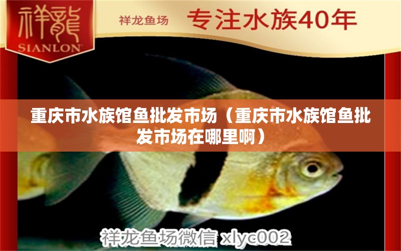 重慶市水族館魚批發(fā)市場(chǎng)（重慶市水族館魚批發(fā)市場(chǎng)在哪里?。? title=