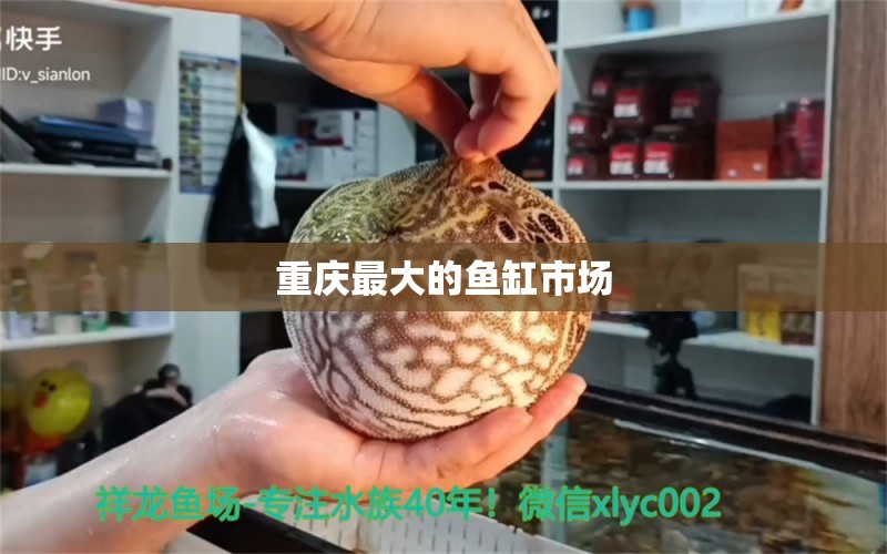 重慶最大的魚(yú)缸市場(chǎng) 其他品牌魚(yú)缸