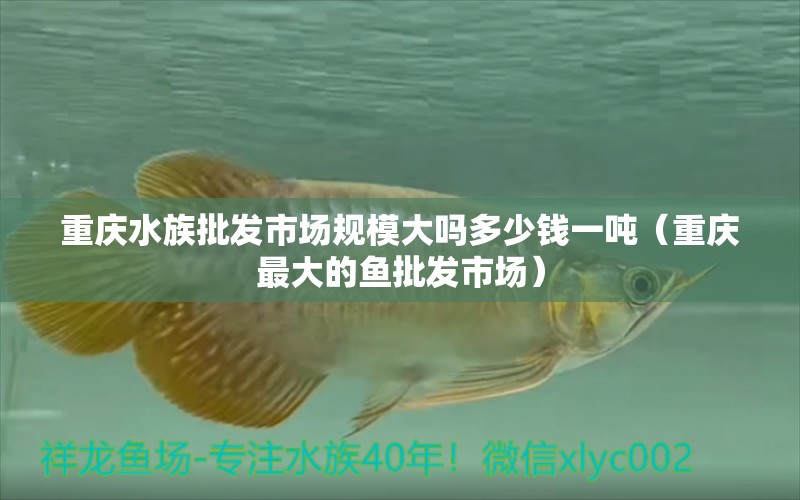 重慶水族批發(fā)市場(chǎng)規(guī)模大嗎多少錢(qián)一噸（重慶最大的魚(yú)批發(fā)市場(chǎng)） 觀賞魚(yú)水族批發(fā)市場(chǎng)