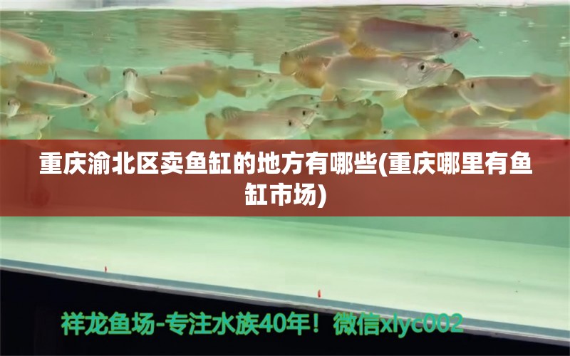 重慶渝北區(qū)賣魚缸的地方有哪些(重慶哪里有魚缸市場) 南美異形觀賞魚