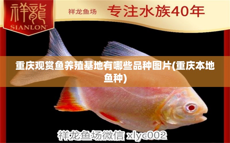 重慶觀賞魚(yú)養(yǎng)殖基地有哪些品種圖片(重慶本地魚(yú)種) 純血皇冠黑白魟魚(yú)