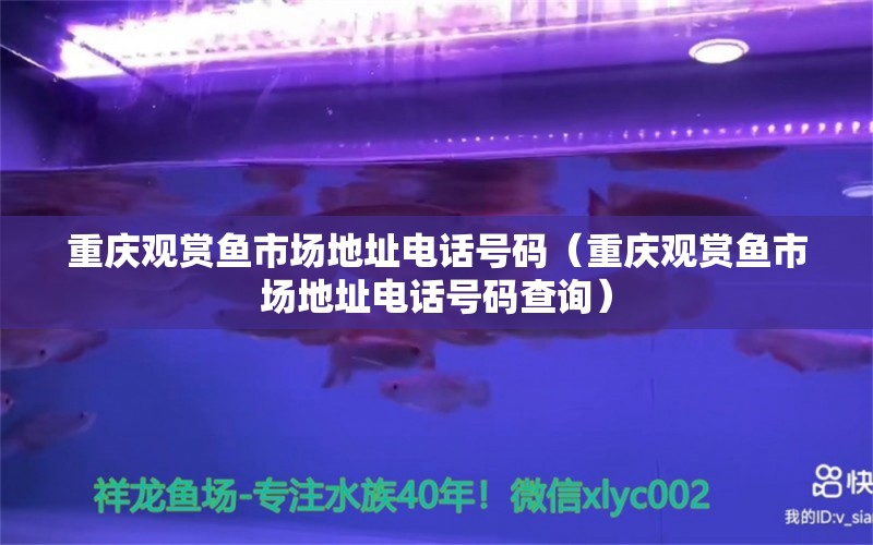 重慶觀賞魚市場地址電話號碼（重慶觀賞魚市場地址電話號碼查詢）