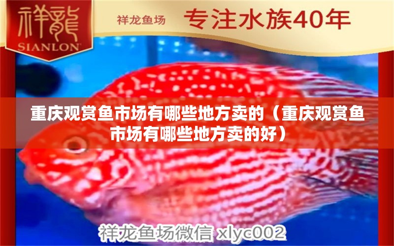 重慶觀賞魚市場有哪些地方賣的（重慶觀賞魚市場有哪些地方賣的好）