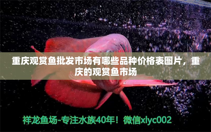 重慶觀賞魚批發(fā)市場有哪些品種價格表圖片，重慶的觀賞魚市場 觀賞魚批發(fā) 第1張