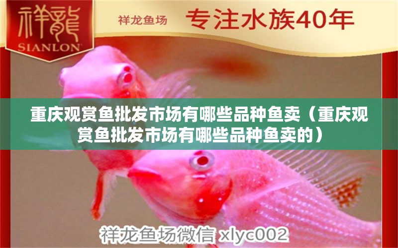 重慶觀賞魚批發(fā)市場有哪些品種魚賣（重慶觀賞魚批發(fā)市場有哪些品種魚賣的）