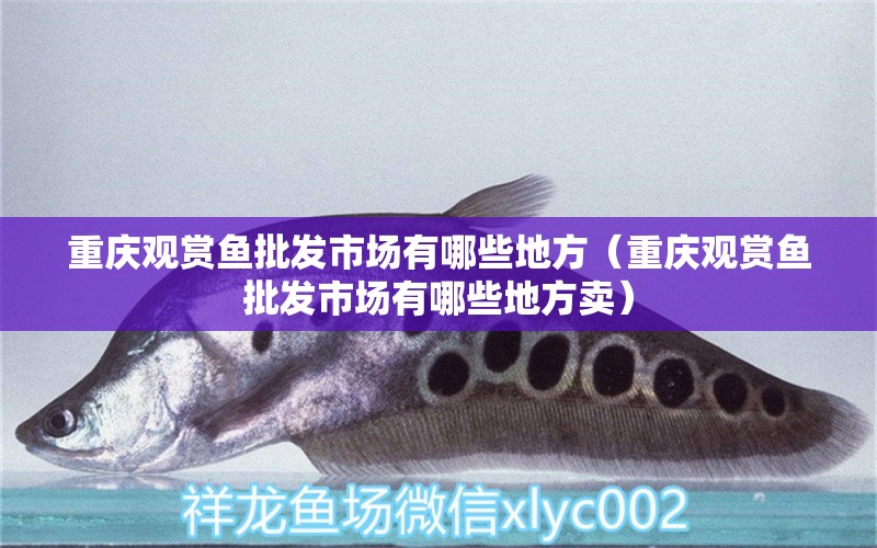 重慶觀賞魚批發(fā)市場有哪些地方（重慶觀賞魚批發(fā)市場有哪些地方賣）