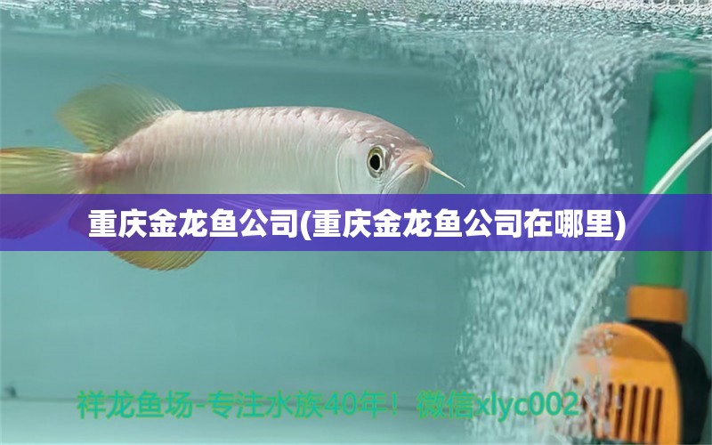 重慶金龍魚公司(重慶金龍魚公司在哪里) 和尚魚