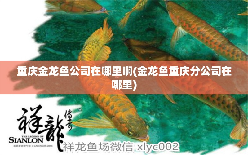 重慶金龍魚公司在哪里啊(金龍魚重慶分公司在哪里)