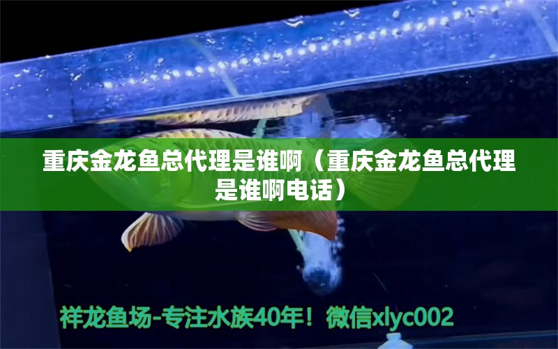 重慶金龍魚總代理是誰啊（重慶金龍魚總代理是誰啊電話）