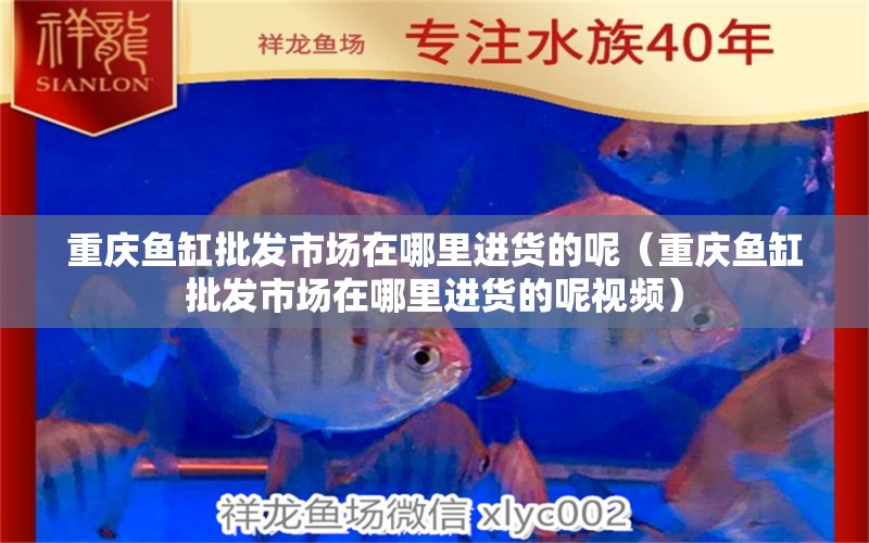 重慶魚缸批發(fā)市場(chǎng)在哪里進(jìn)貨的呢（重慶魚缸批發(fā)市場(chǎng)在哪里進(jìn)貨的呢視頻）