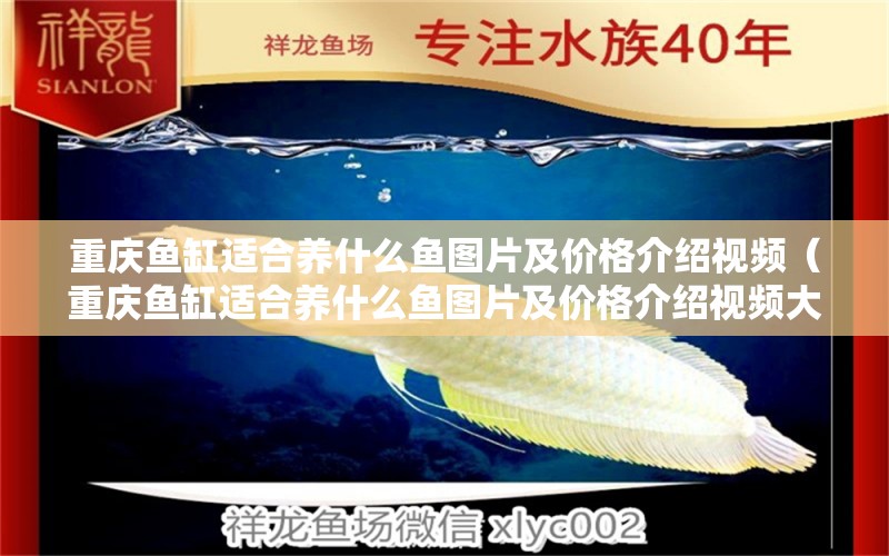 重慶魚缸適合養(yǎng)什么魚圖片及價格介紹視頻（重慶魚缸適合養(yǎng)什么魚圖片及價格介紹視頻大全） 祥龍水族醫(yī)院