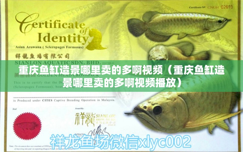 重慶魚缸造景哪里賣的多啊視頻（重慶魚缸造景哪里賣的多啊視頻播放） 祥龍水族醫(yī)院