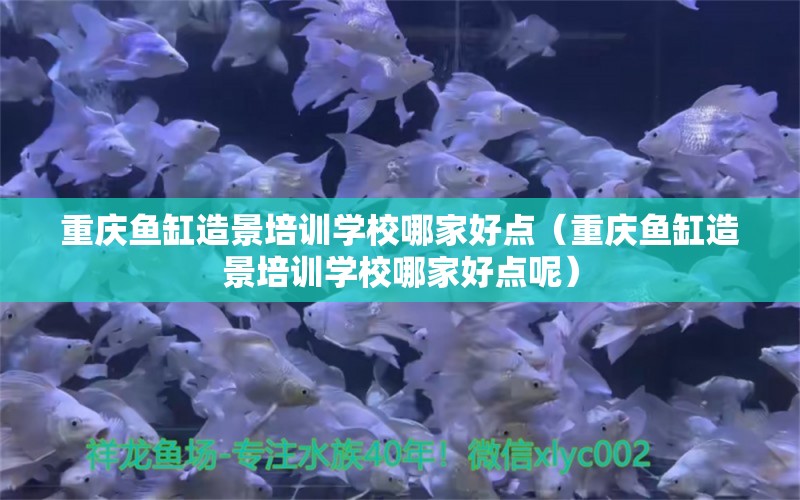 重慶魚缸造景培訓學校哪家好點（重慶魚缸造景培訓學校哪家好點呢）